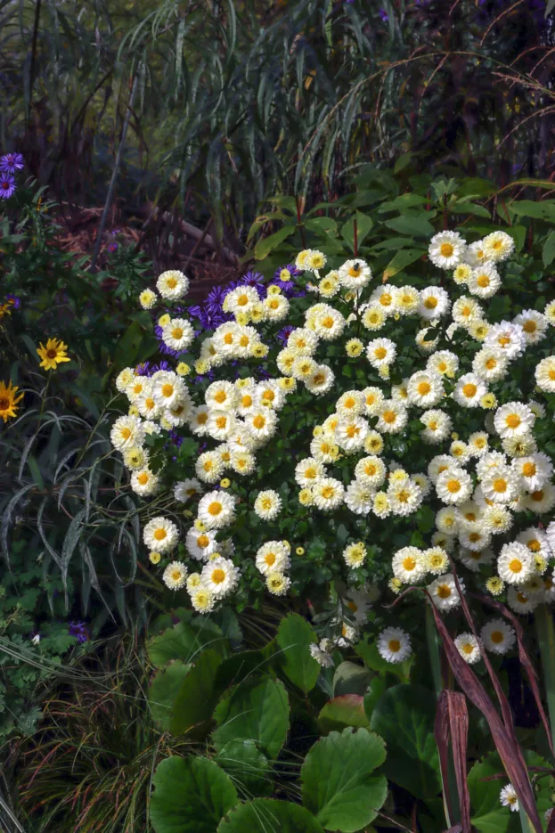 Chrysanthemum, Garten-Chrysantheme 'Poesie'