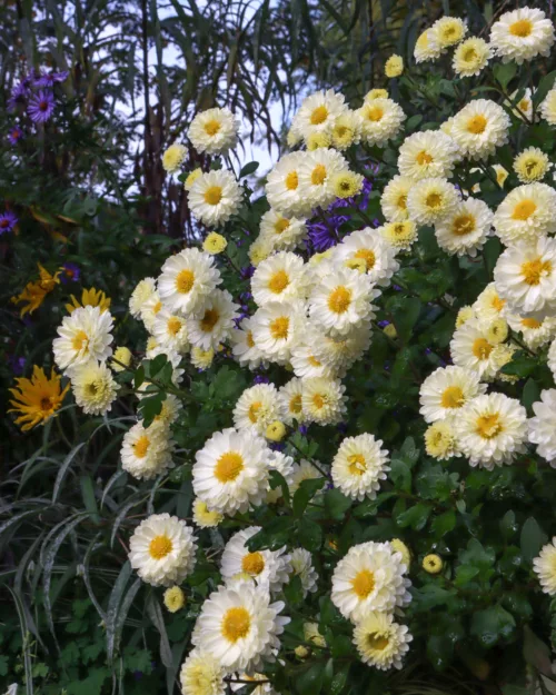 Chrysanthemum, Garten-Chrysantheme 'Poesie'