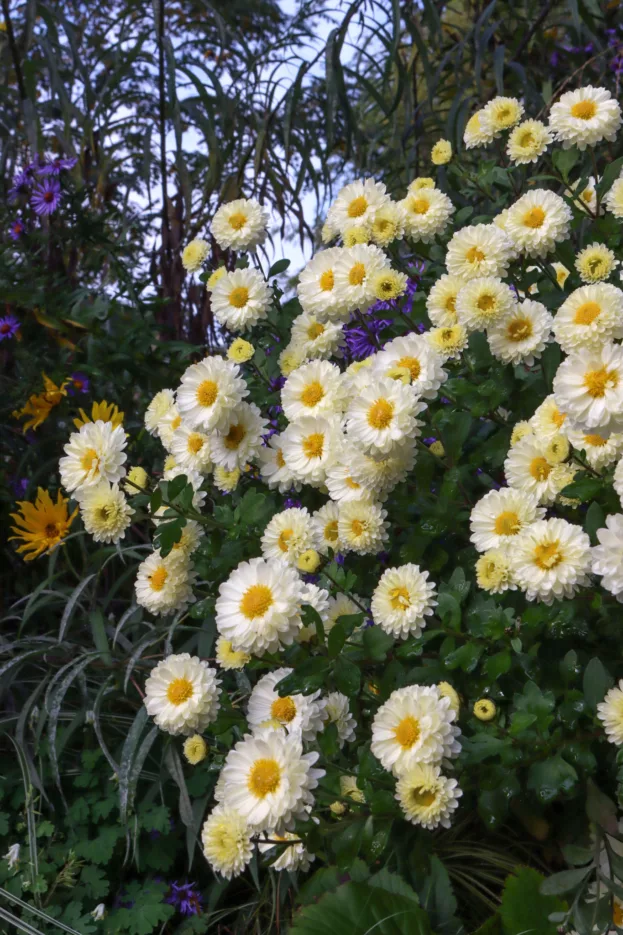 Chrysanthemum, Garten-Chrysantheme 'Poesie'