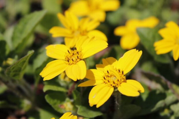 Chrysogonum 'Andre Viette', Goldkörbchen