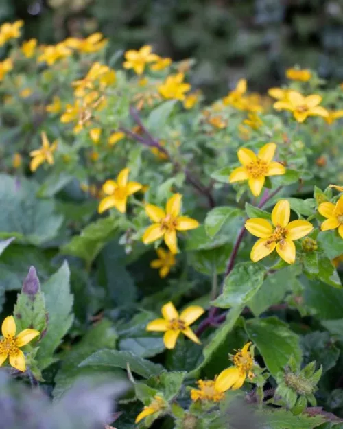 Chrysogonum virginianum 'Andre Viette', Goldkörbchen