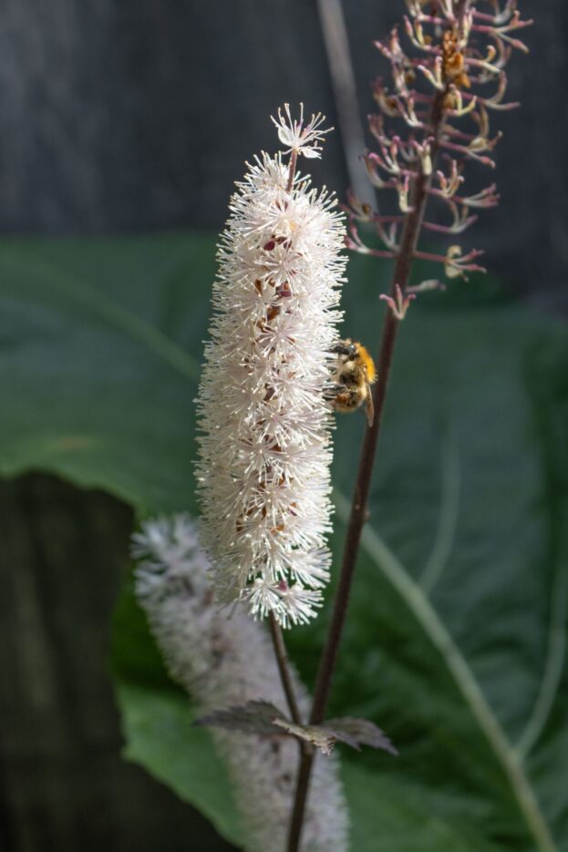 Silberkerze, Cimicifuga 'Brunette'