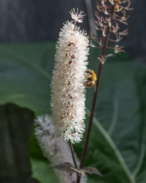 Silberkerze, Cimicifuga 'Brunette'