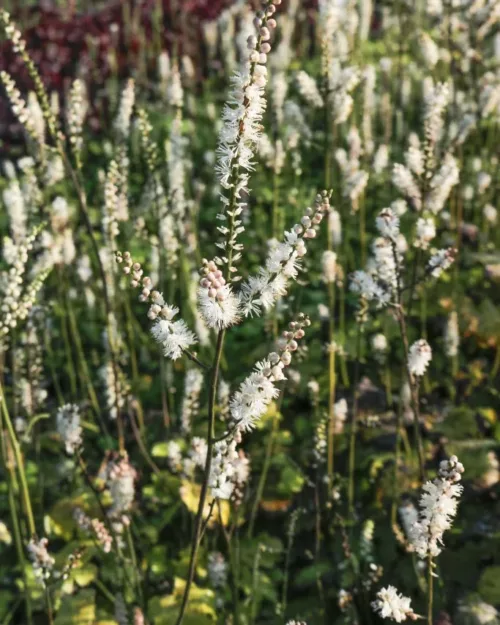 Cimicifuga japonica 'Cheju-do' – Kleine Korea-Silberkerze