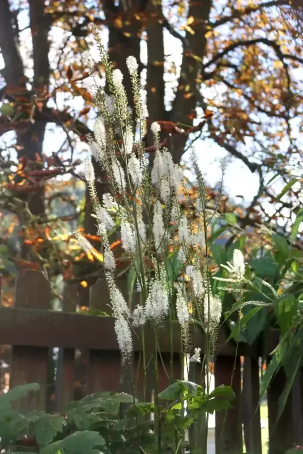 Cimicifuga cordifolia, Herzblättrige Silberkerze