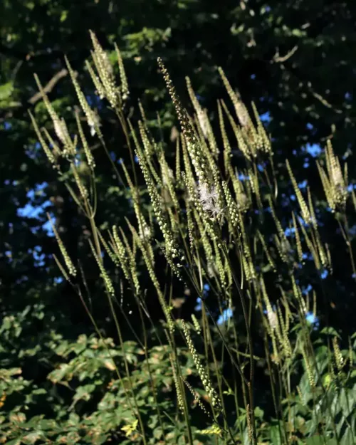 Cimicifuga racemosa var. cordifolia – Lanzen-Silberkerze