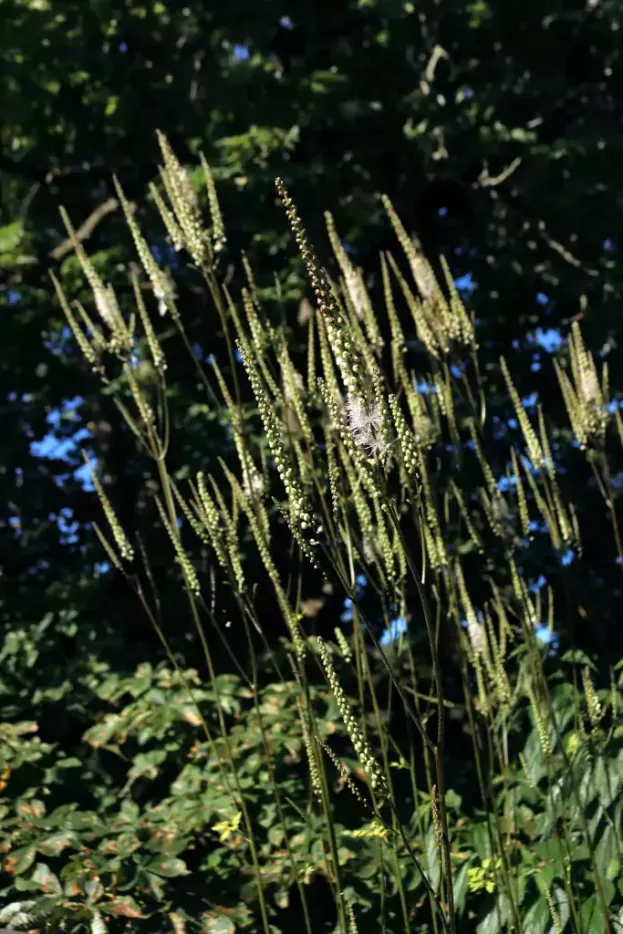 Cimicifuga racemosa var. cordifolia – Lanzen-Silberkerze