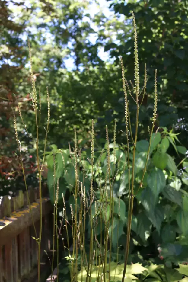 Cimicifuga cordifolia, Herzblättrige Silberkerze