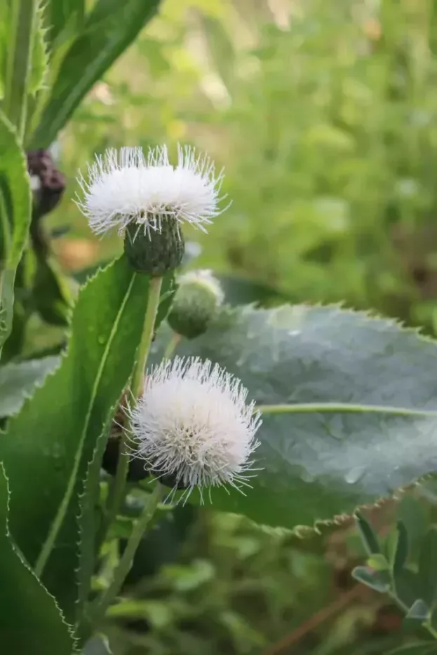 Cirsium canum, Graue Kratzdistel