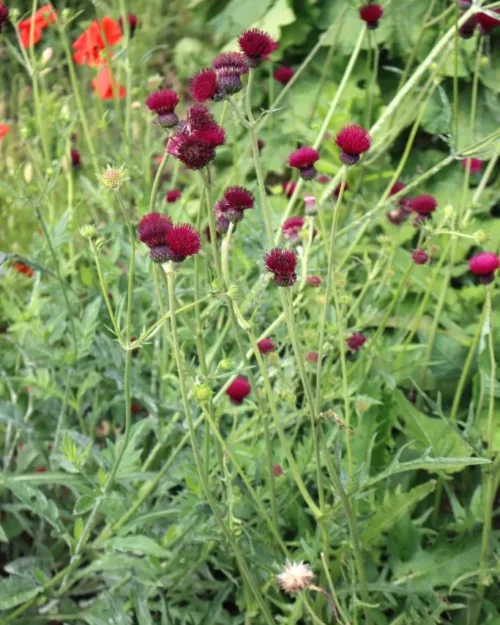 Cirsium rivulare 'Atropurpureum', Bach-Kratzdistel