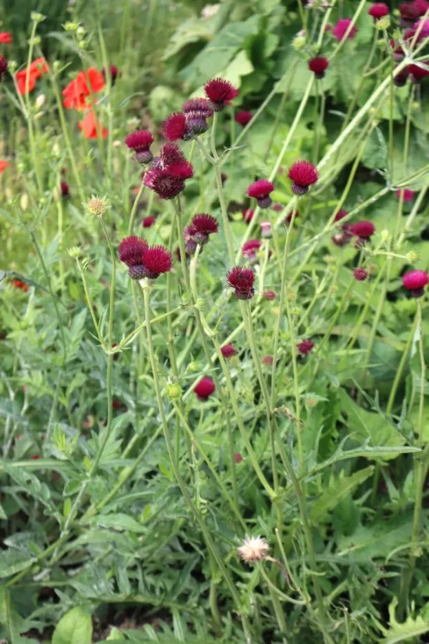 Cirsium rivulare 'Atropurpureum', Bach-Kratzdistel