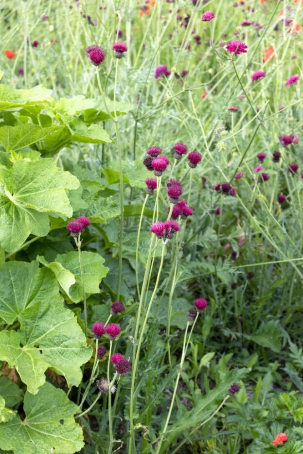 Cirsium rivulare 'Atropurpureum', Bach-Kratzdistel