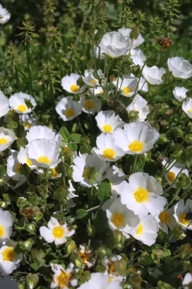 Cistus x obtusifolium, Dickblättrige Zistrose