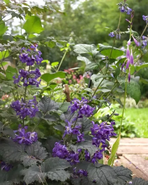 Clematis 'China Purple', Stauden-Waldrebe