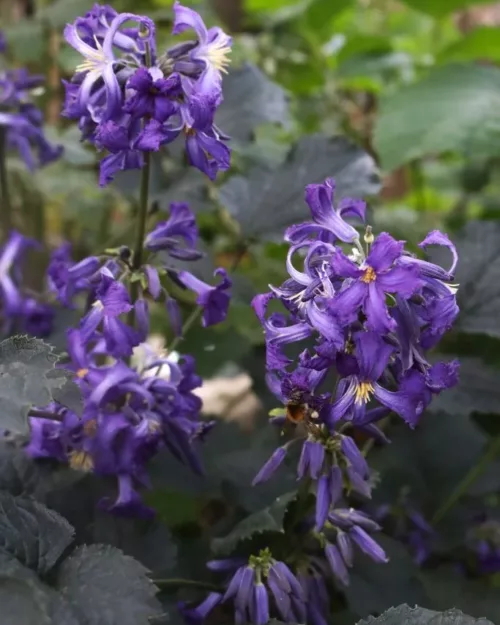 Clematis 'China Purple', Stauden-Waldrebe