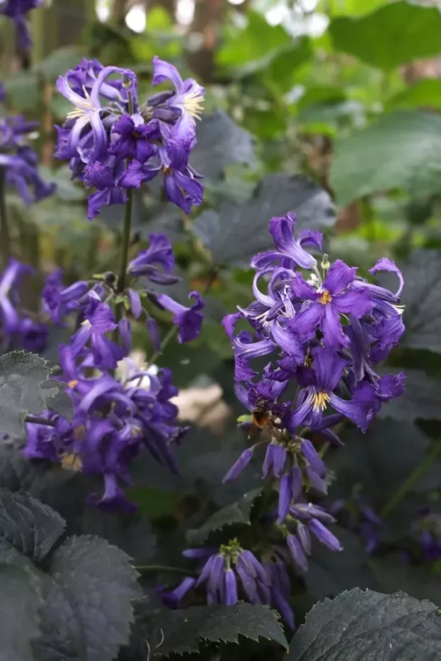 Clematis 'China Purple', Stauden-Waldrebe