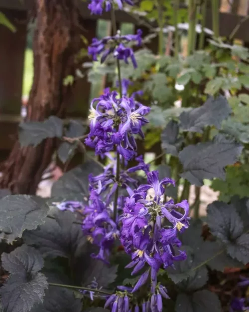 Clematis 'China Purple', Stauden-Waldrebe