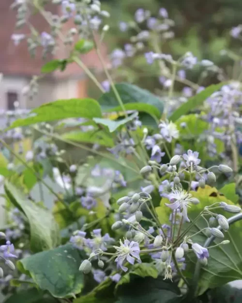 Clematis 'Mrs Robert Brydon', Kletternde Staudenwaldrebe