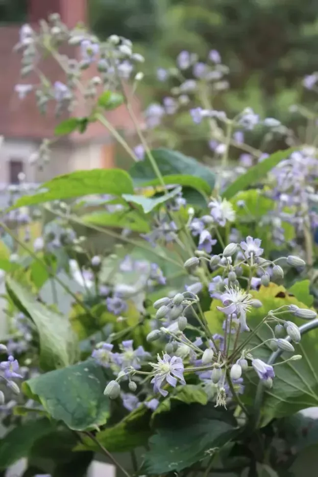 Clematis 'Mrs Robert Brydon', Kletternde Staudenwaldrebe