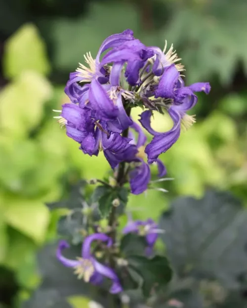 Clematis 'China Purple', Stauden-Waldrebe