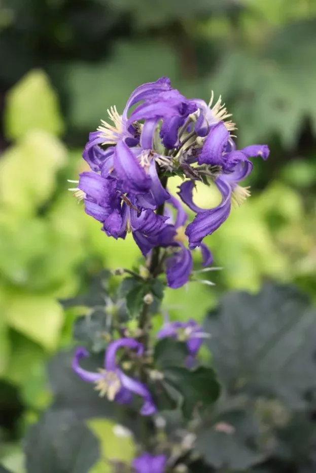 Clematis 'China Purple', Stauden-Waldrebe