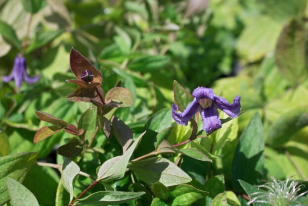 Clematis integrifolia, Stauden-Waldrebe