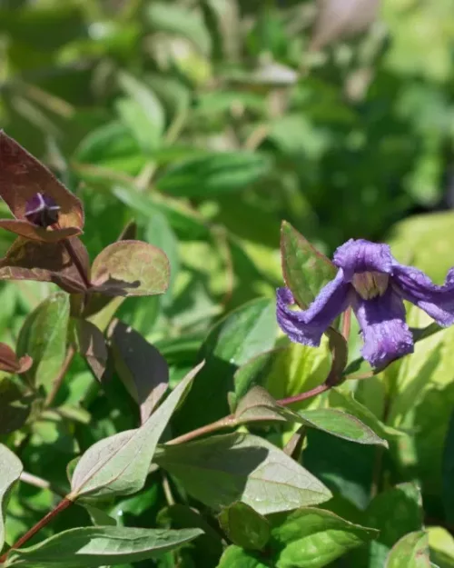 Clematis integrifolia, Stauden-Waldrebe
