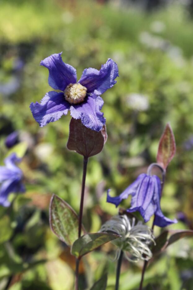 Clematis integrifolia, Stauden-Waldrebe