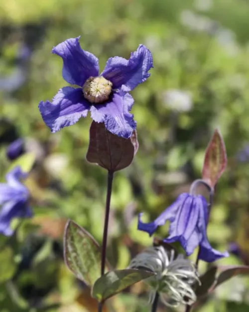 Clematis integrifolia, Stauden-Waldrebe