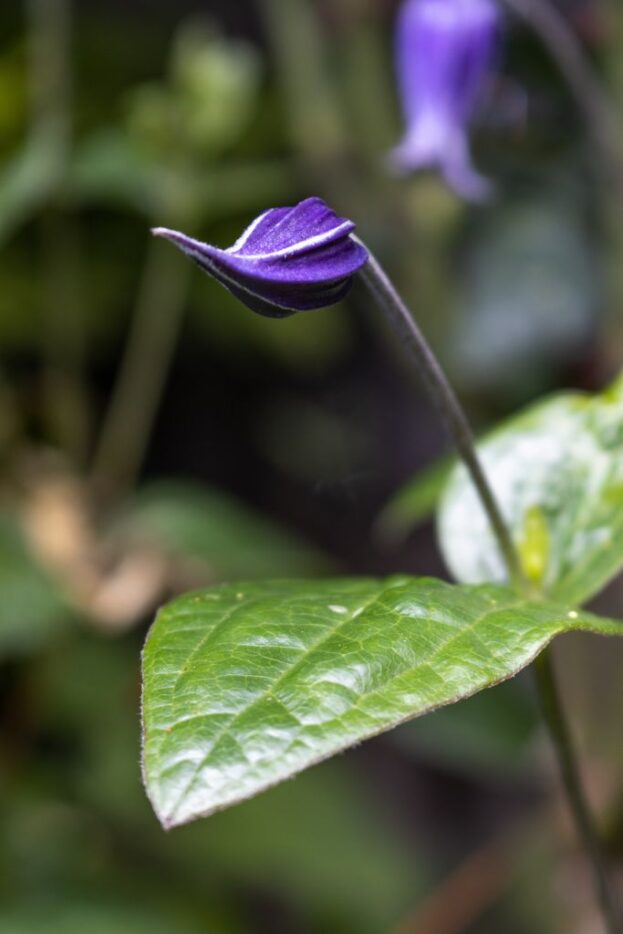 Clematis integrifolia, Stauden-Waldrebe
