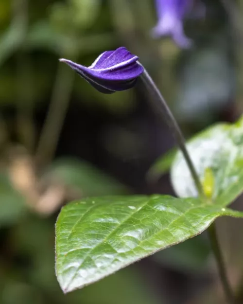 Clematis integrifolia, Stauden-Waldrebe