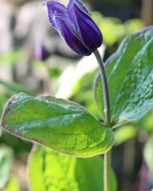 Clematis integrifolia, Staudenwaldrebe