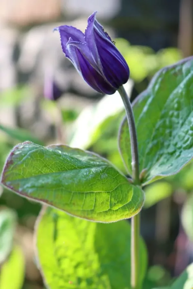 Clematis integrifolia, Staudenwaldrebe