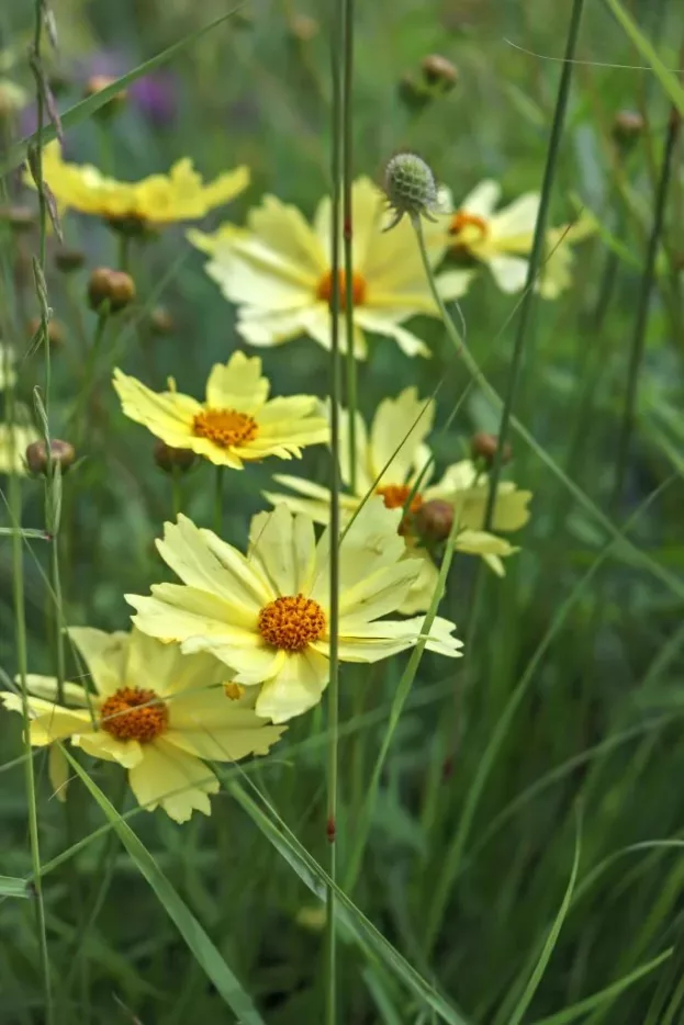 Coreopsis 'Full Moon', Mädchenauge