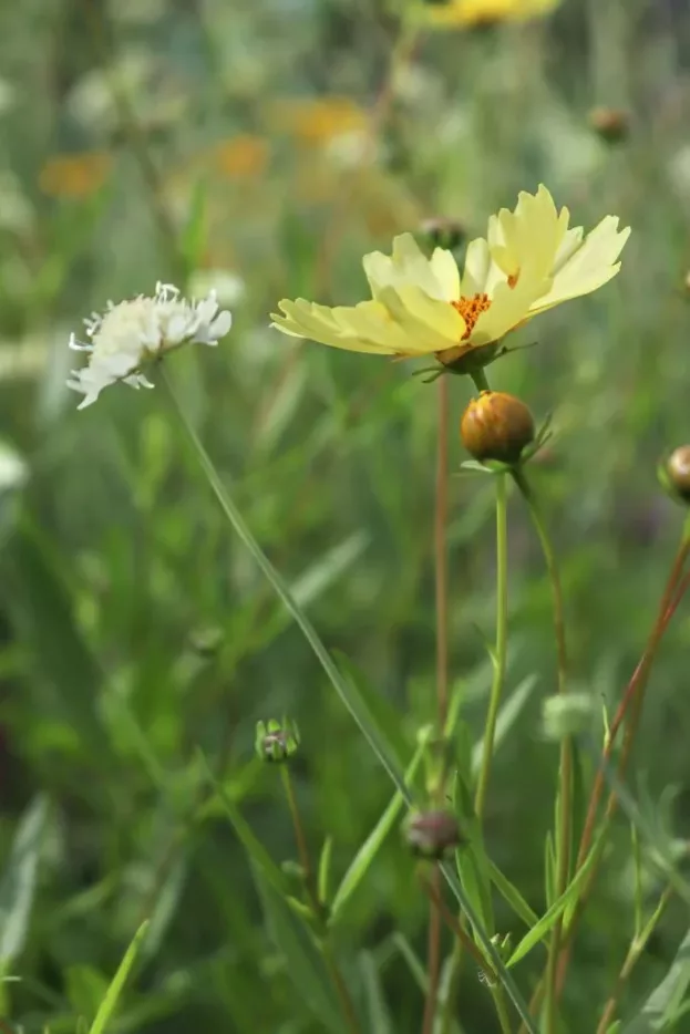 Coreopsis 'Full Moon', Mädchenauge