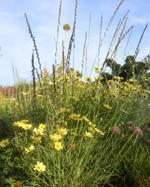 Coreopsis 'Full Moon', Mädchenauge