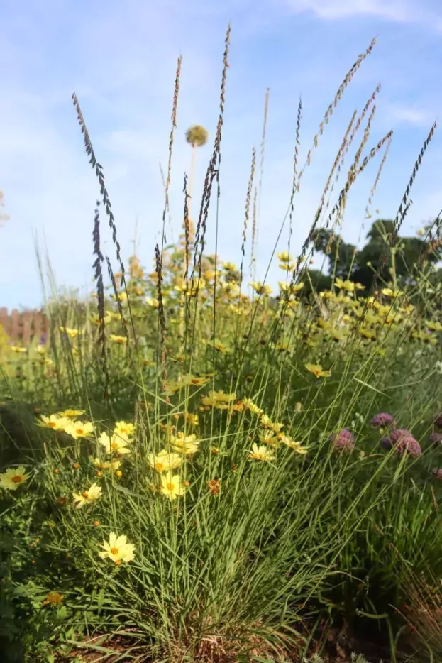 Coreopsis 'Full Moon', Mädchenauge