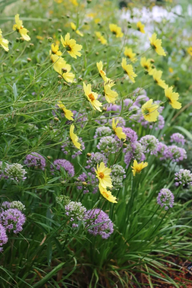 Coreopsis 'Full Moon', Mädchenauge