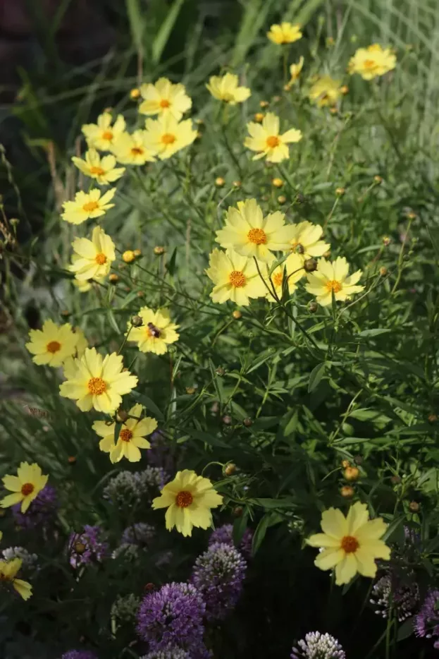 Coreopsis 'Full Moon', Mädchenauge