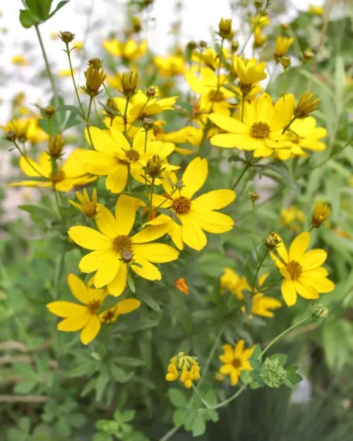 Coreopsis 'Johannes', Mädchenauge
