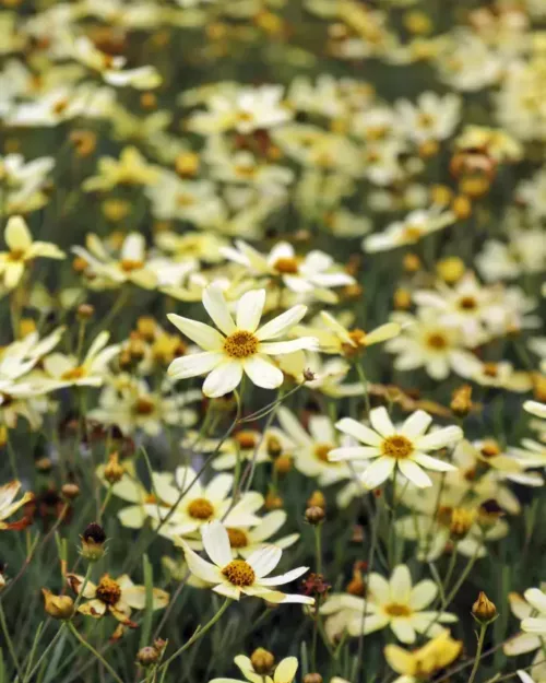 Coreopsis 'Moonbeam', Mädchenauge