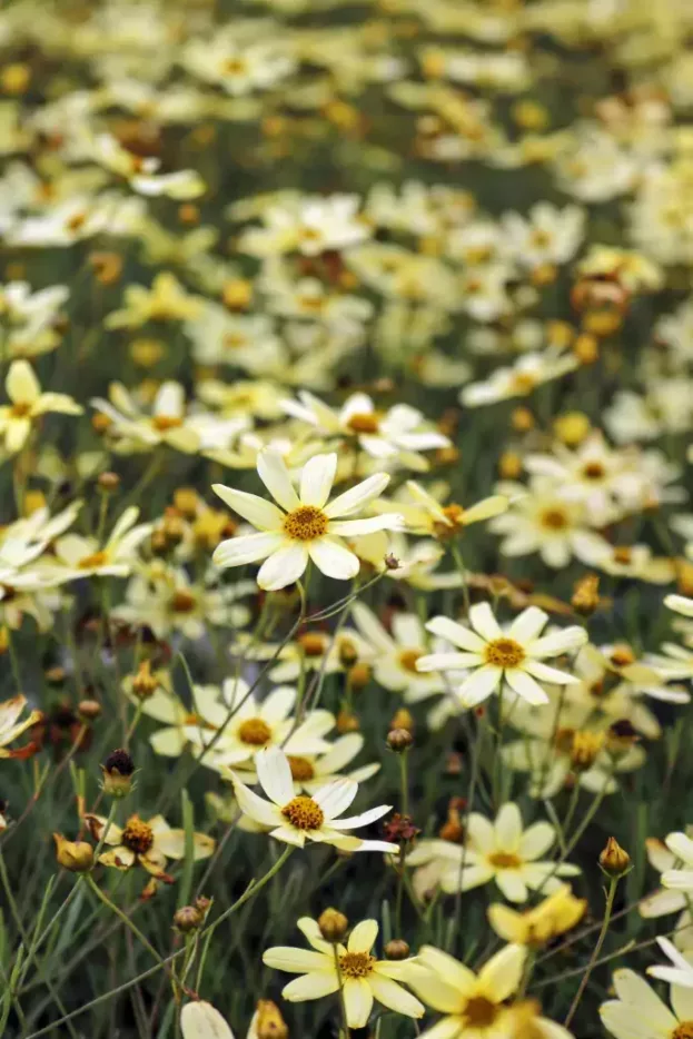 Coreopsis 'Moonbeam', Mädchenauge