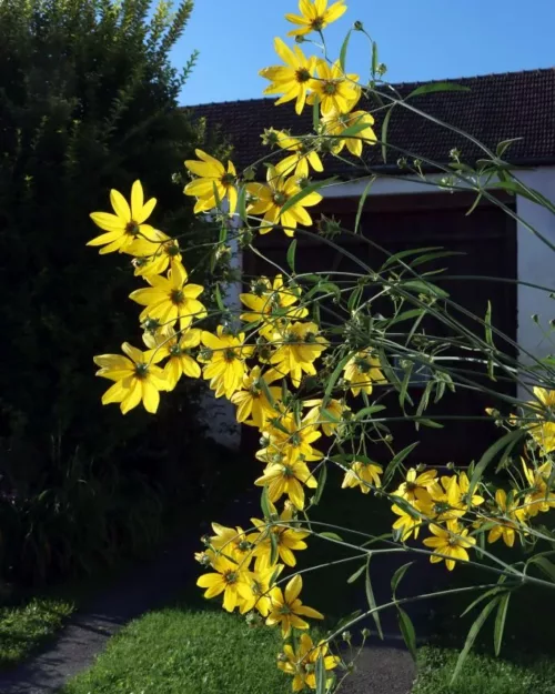 Coreopsis tripteris, Hohes Mädchenauge