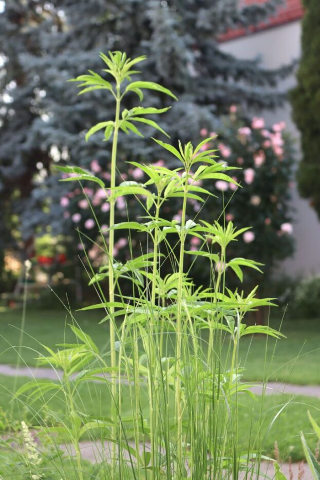 Coreopsis tripteris, Hohes Mädchenauge