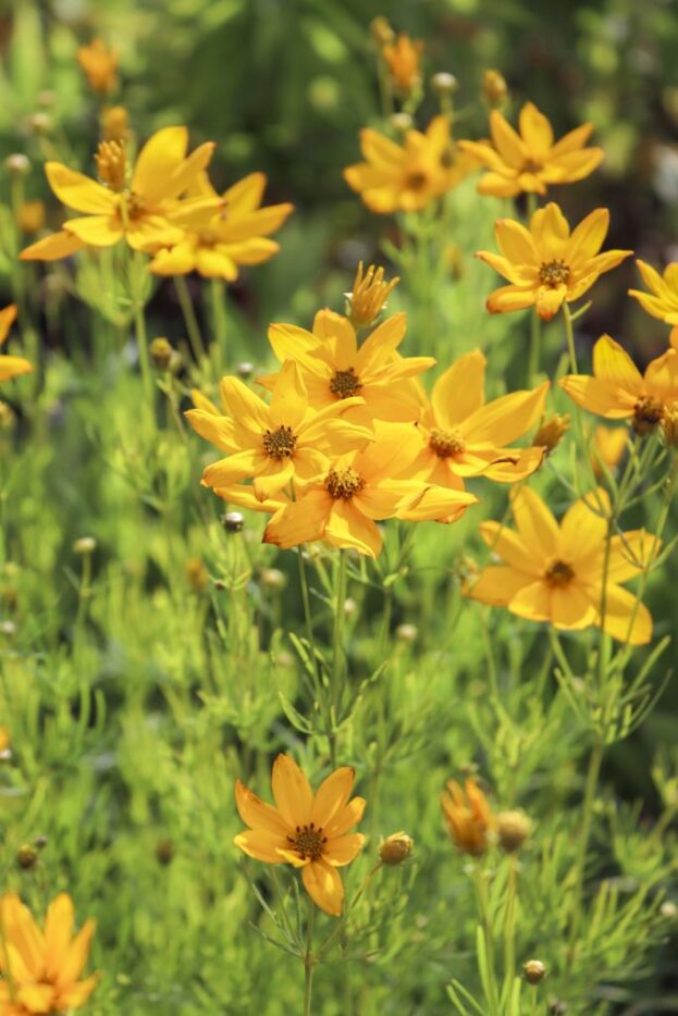 Coreopsis verticillata 'Grandiflora', Quirlblättriges Mädchenauge
