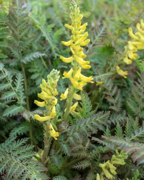 Corydalis cheilanthifolia, Farn-Lerchensporn