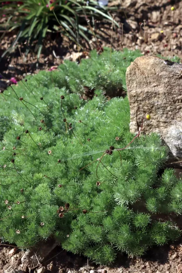 Cotula hispida, Silber-Fiederpolster