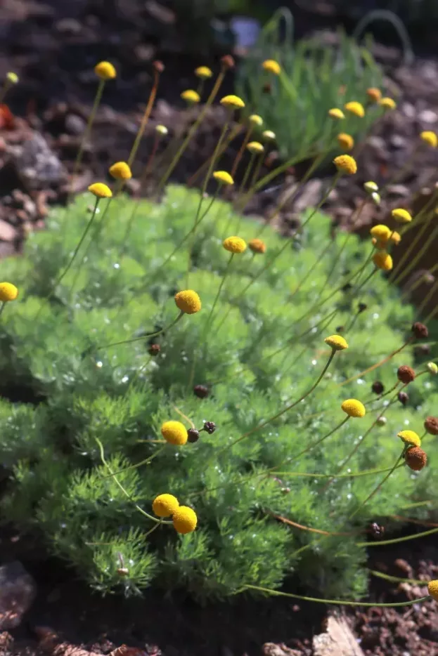 Cotula hispida, Silber-Fiederpolster