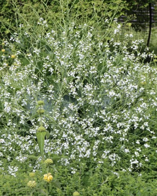 Crambe maritima, Riesen-Meerkohl