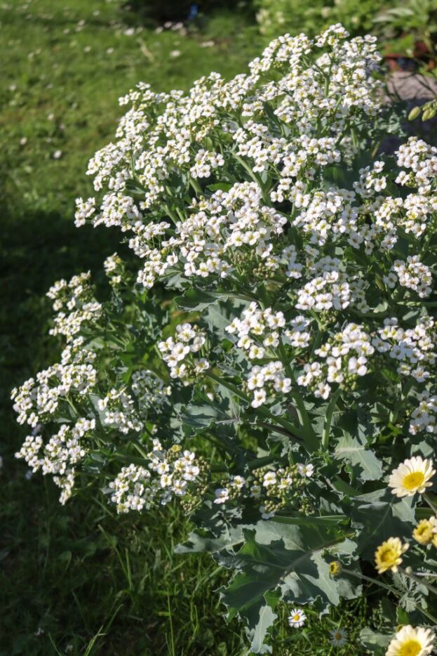 Crambe maritima, Meerkohl